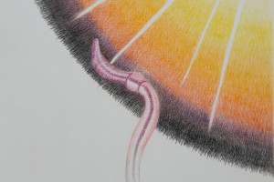 Drawings